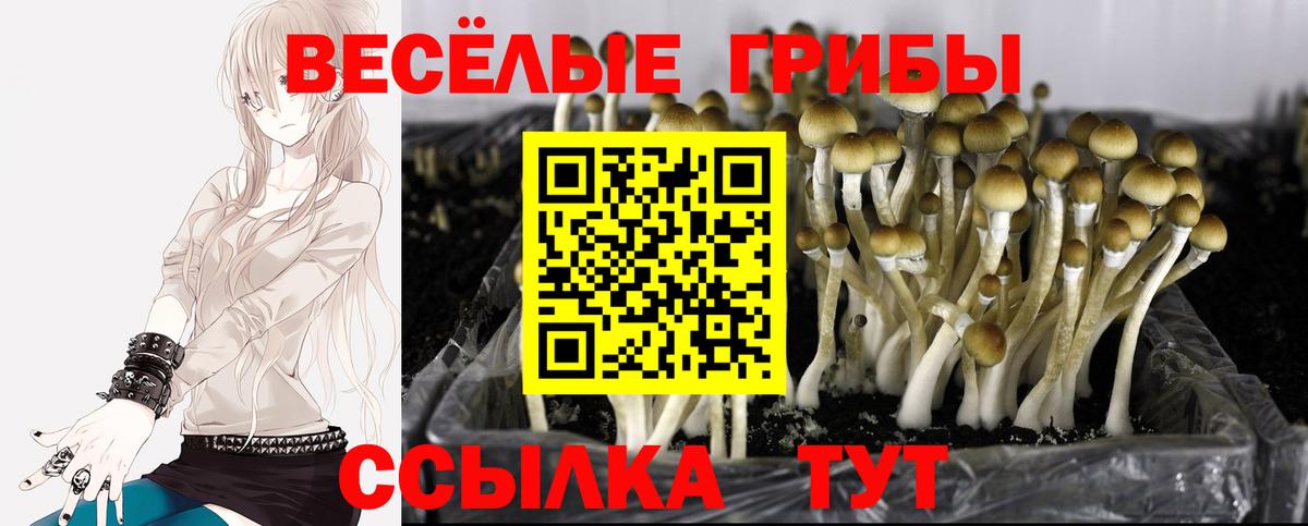 Псилоцибиновые грибы Psilocybe Балтийск